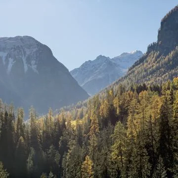 Alpine pine forest in the mountains Stock Photos