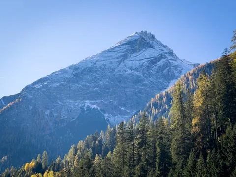 Alpine pine forest in the mountains Stock Photos