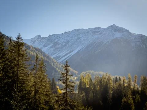 Alpine pine forest in the mountains Photos