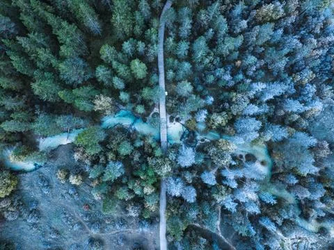 Alpine pine forest with snow covered, winding stream and wooden path in ear.. Stock Photos