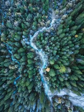 Alpine pine forest with snow covered, winding stream and wooden path in ear.. Stock Photos