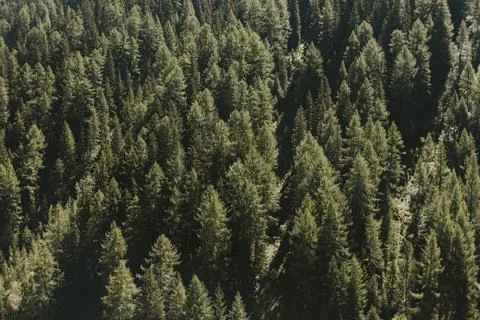 Alpine pine tree forest texture. Stock Photos
