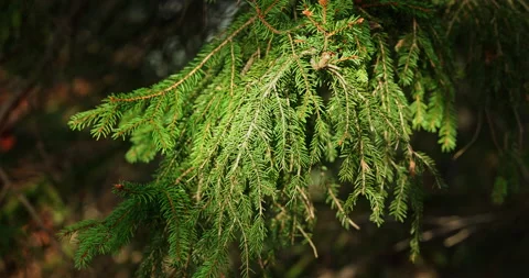 Alpine pine tree green branch in lights of sunset Stock Footage 220805974