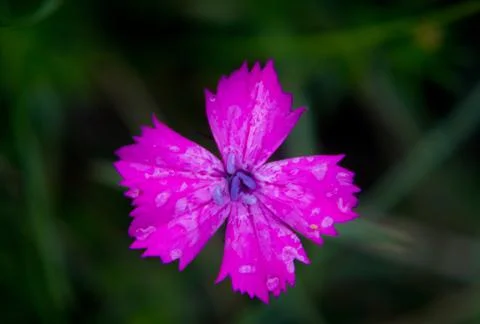 Alpine pink Stock Photos