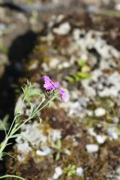 Alpine Pink Stock Photos