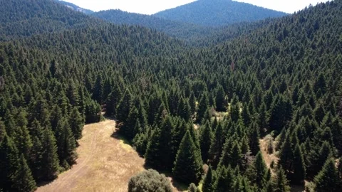 Alpine plain with dry wild grass below dense fir forest and high mountain peak Stock Footage 325221400