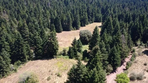 Alpine plain with dry wild grass and isolated dirt road under dense fir forest Stock Footage 326354349