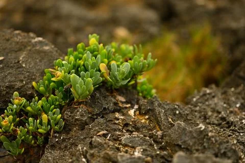 Alpine plants macro between stone and rocks Stock Photos