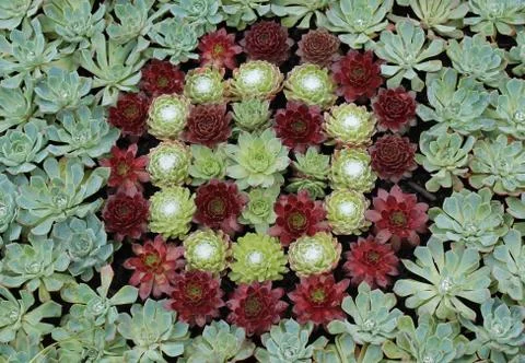 Alpine Plants. Stock Photos