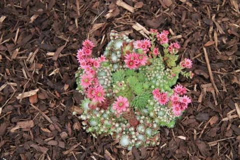 Alpine Plants. Stock Photos