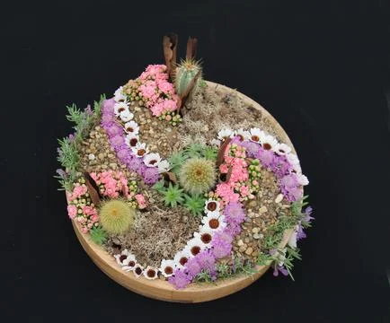 Alpine Plants. Foto stock