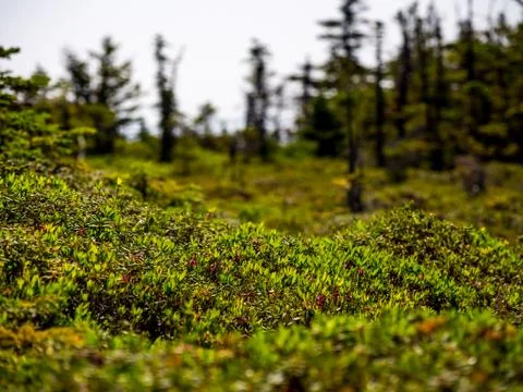 Alpine Plants, Selective Focus, Mountain Environment	 Stock Photos