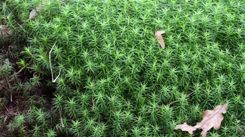 Alpine Polytrichastrum Moss, Bryophyta, Polytrichum alpinum, moss, musk, Stock Footage 150888745