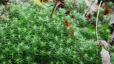 Alpine Polytrichastrum Moss, Bryophyta,  Polytrichum alpinum, moss, Stock Footage 150888849