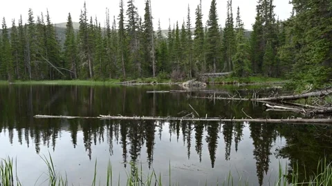Alpine Pond Forest Reflections Stock Footage 147663114