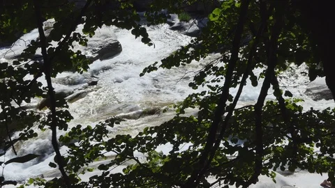 Alpine river and branches Stock-Footage 114177590