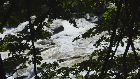 Alpine river and branches Stock Footage 114177592