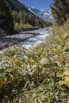 Alpine river flowing through a forested mountain valley Stock Photos