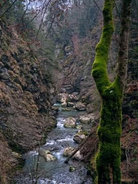 A alpine river flows through a winter forest. Stock Photos