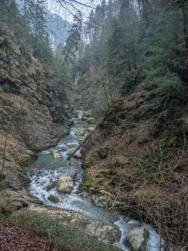 A alpine river flows through a winter forest. Stock Photos