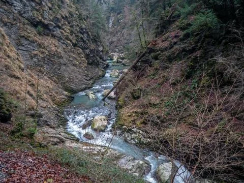 A alpine river flows through a winter forest. Stock Photos