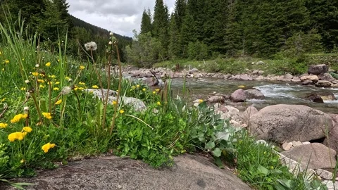 Alpine river Stock Footage 285516462