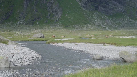 Alpine river view with grazing horses, mountains in background, 4K slow motion Stock Footage 330731465
