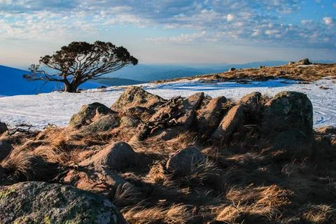 Alpine Rocks and Tree on Mount Stirling - August 3, 2011 Stock Photos
