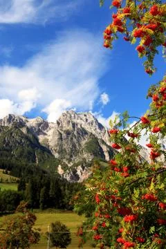 Alpine rowan(berry) Stock Photos