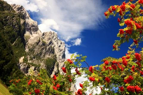 Alpine rowan(berry) Stock Photos