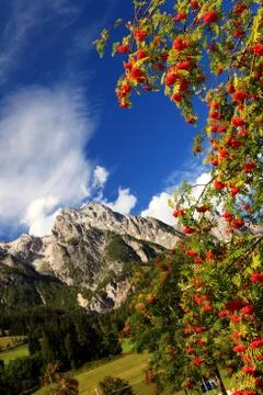 Alpine rowan(berry) Stock Photos