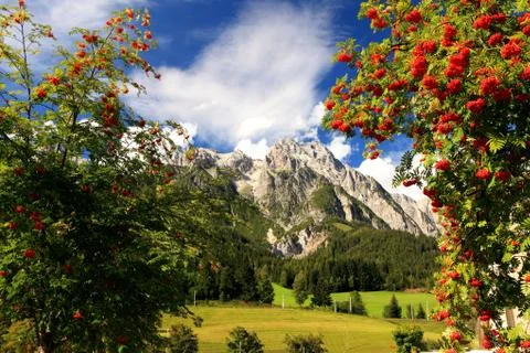 Alpine rowan(berry) Stock Photos