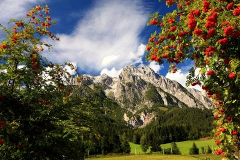 Alpine rowan(berry) Stock Photos
