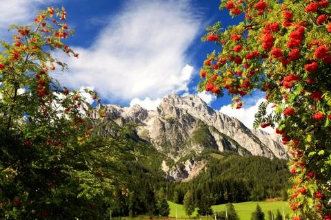 Alpine rowan(berry) Stock Photos