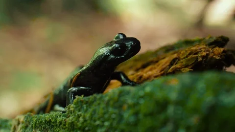 Alpine salamander (Salamandra atra) Stock-Footage 89411735
