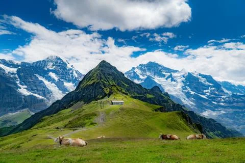 Alpine scene with high range mountains and cattle resting over grassy  landscape Stock Photos