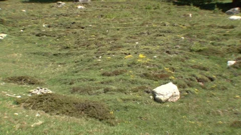 Alpine scenery Stock Footage 532622