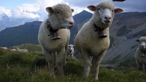 Alpine Sheep with bells grazing deep in the mountains of Jungfrau region Stock Footage 79808994