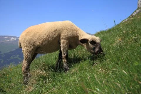 Alpine sheep Stock Photos