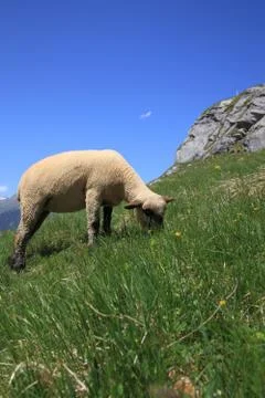 Alpine sheep Stock Photos
