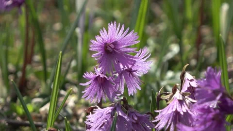Alpine solder Stock Footage 240494192