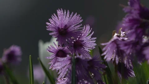 Alpine solder Stock Footage 240494616