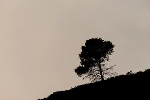 Alpine Solitude: Silhouetted Pine Amidst Overexposed Skyline Stock Photos