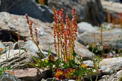 Alpine sorrel Stock Photos