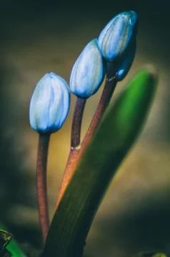 Alpine squill flowers Stock Photos