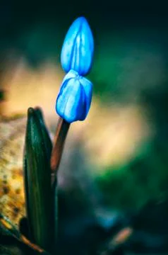 Alpine squill flowers Stock Photos