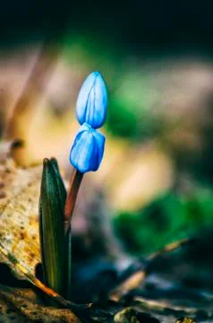 Alpine squill flowers Stock Photos