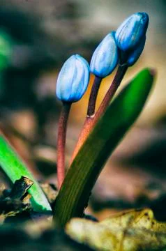 Alpine squill flowers Stock Photos