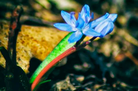 Alpine squill flowers Stock Photos