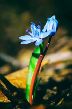 Alpine squill flowers Stock Photos